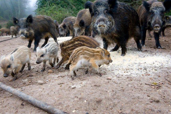 Agriturismo Il Muto Di Gallura Aggius Exterior foto