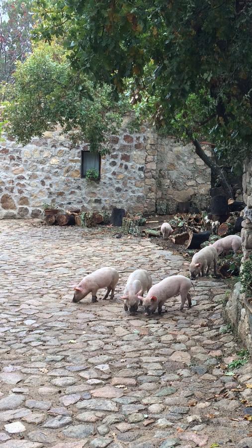 Agriturismo Il Muto Di Gallura Aggius Exterior foto